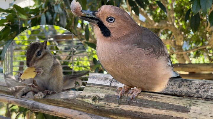 Little animals who love to eat nuts, gather here!