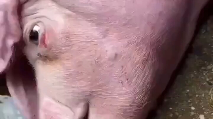 หมูตัวหนึ่งถูก**แล้ว