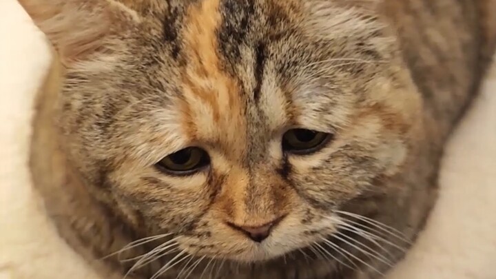 ขนมปังโฮลวีตไร้น้ำตาลสุดเศร้า