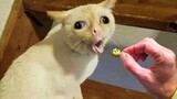 Dogs And Cats Reaction To Food - Funny Animal Reaction