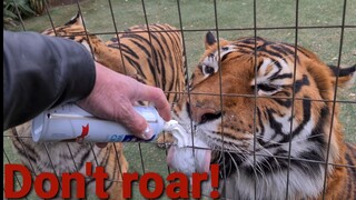 Will He remember to roar?