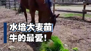 美国牧场水培的大麦苗，牛马们的最爱