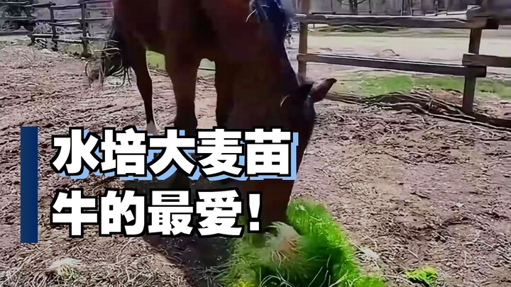 美国牧场水培的大麦苗，牛马们的最爱