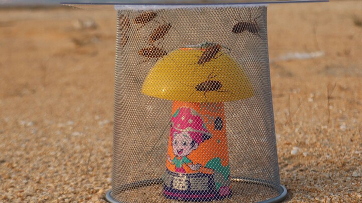 What will happen if you put 10 cockroaches and “Mushroom Star” fireworks inside an iron cage, then l