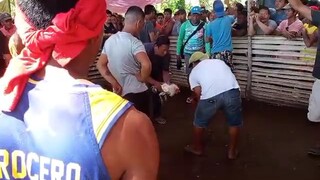 #sabong pinas panalo po