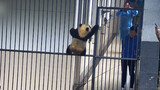 There is no cage that can hold in a panda, except cowardice