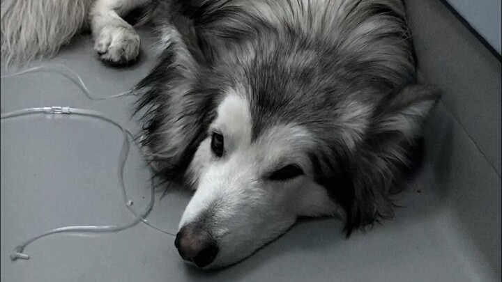 Anjing ini hampir mati karena menahan kentut~!