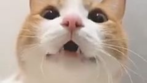 Kitty meowing to attract cats