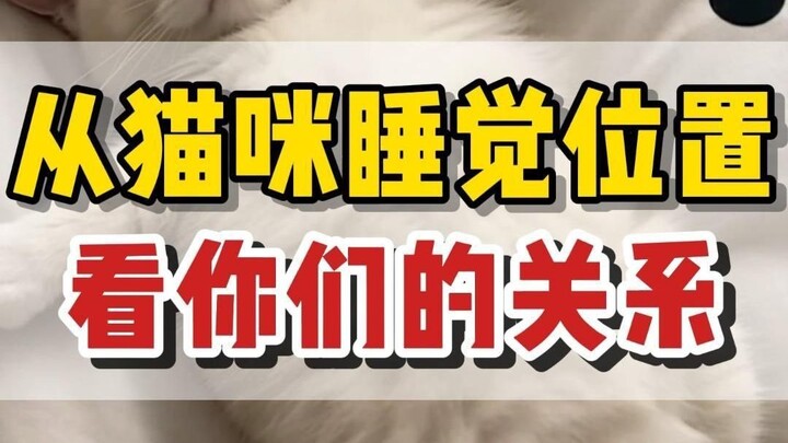 Your Relationship with Your Cat Revealed by Its Sleeping Position