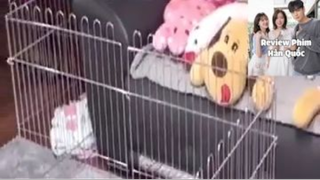 (P2) Chú Lợn Cute Phô Mai Quê Hàn Quốc #ReviewPhimHan