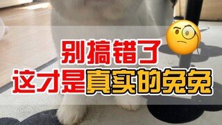 Đừng nhầm lẫn, đây chính là chú Thỏ thật!