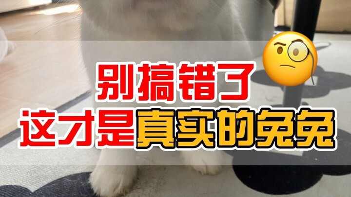 Jangan salah, ini Kelinci sungguhan!