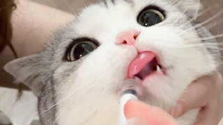 Feeding the cat medicine, 800 little expressions in one minute