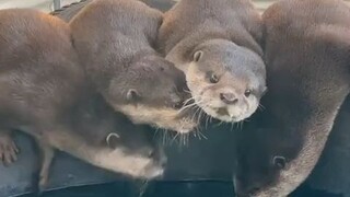 小水獭亲亲式喝水，难道别人嘴里的水更好喝？