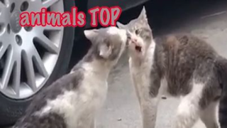 Những Video Động Vật dễ thương và hấp dẫn tập 6