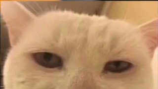 Having Squidward can turn you into a magician instantly! KFC Halloween SpongeBob SquarePants toys un