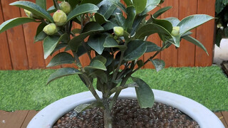 刚买回家的茶花，很多人第一步就做错了