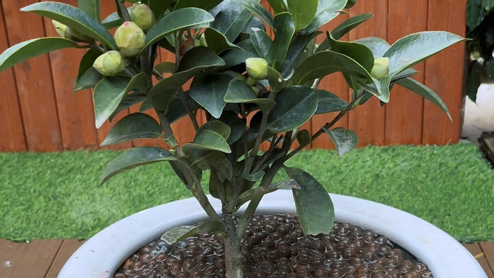 刚买回家的茶花，很多人第一步就做错了