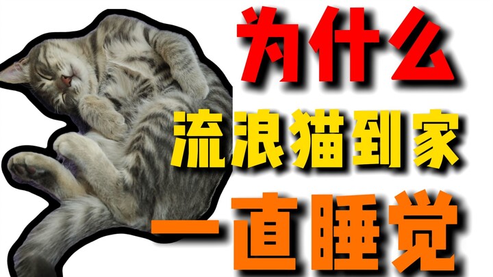 Ternyata kucing kecil yang sedang tidur tambahan itu tahu kalau ia sudah diadopsi!