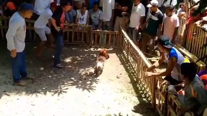 fiesta at brgy. daplian san fdo. masbate.