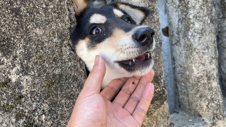 Anjing ini, hidungnya memang tajam!