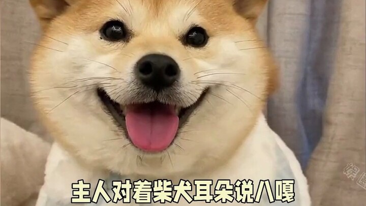 لا بد أن لدى المالكة سببًا وراء فعلها هذا: كلبها مُكلَّف بتشغيل الماء، بينما يلتفت ثلاث مرات لاستعاد