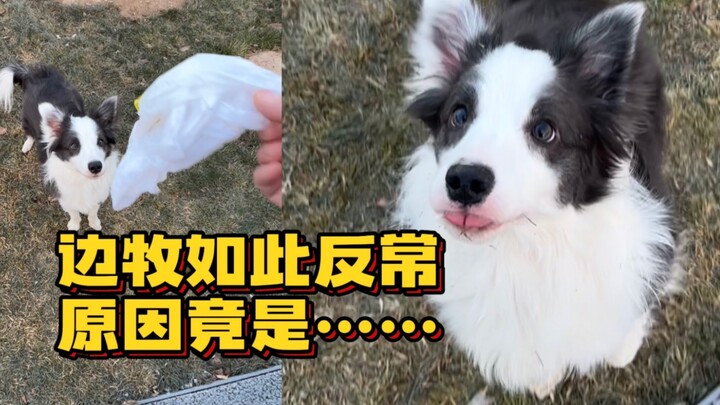 Apa permintaannya terlalu keterlaluan? Apa itu Border Collie? Oh, tidak apa-apa.