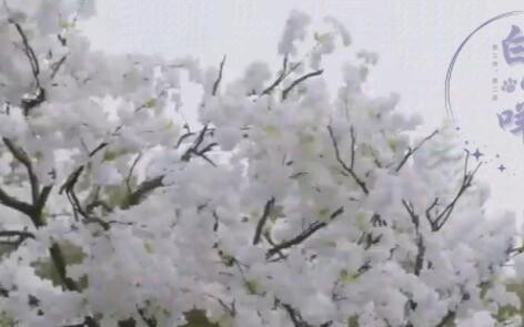 Putri Bupati sangat manja Episode 11 (Xian yang manja dan keras kepala x Zhan Wangxian yang berdada 