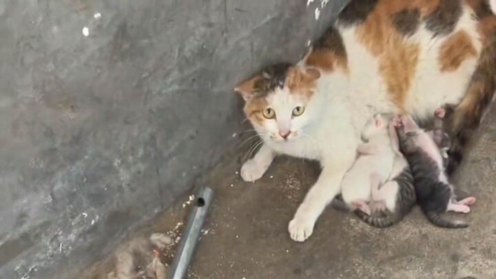 Who could possibly keep a straight face watching this kitten practice passing? (Seriously!)
