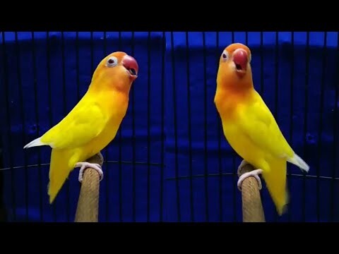 pancingan lovebird lutino ngekek panjang fighter