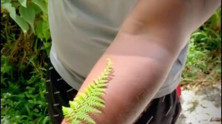 Natural tattoo stickers