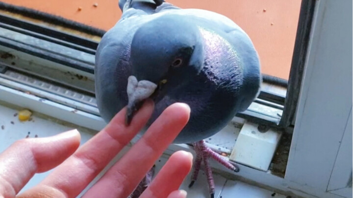 Who could possibly resist a bossy, clingy little pigeon?