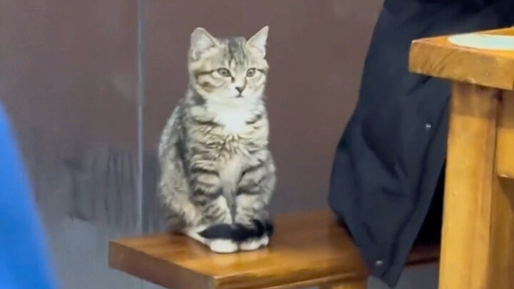 The Little Cat Manager at the Ramen Shop