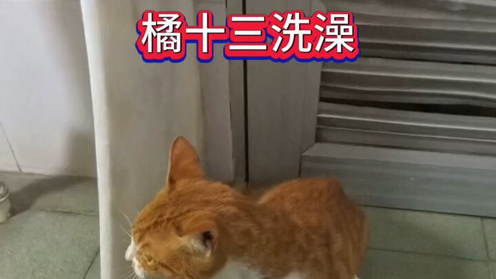 Mèo cam Thập Tam đi tắm, #mèocam #hànhđộnglạcủamèo #mèotắmngoanlành #cuộcsốnghàngngàycủamèo #mèonghé