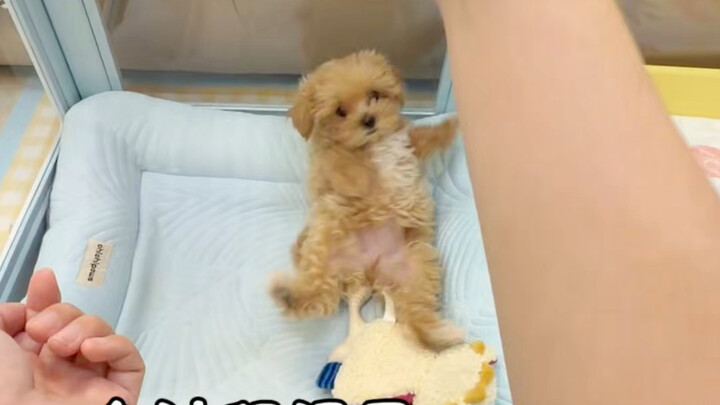 A full record of a 3-month-old puppy’s first outing…