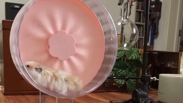 Về tôi sắp xếp công việc cho hamster