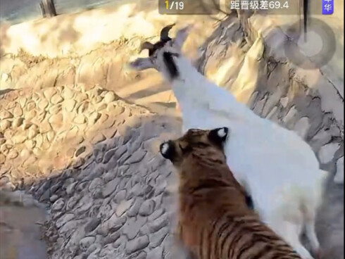 Sheep: Oh my living dad, you keep me locked up with the tiger every single day!