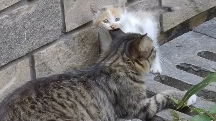 Chỉ cần có mẹ ở bên, tôi không phải là một chú mèo hoang.