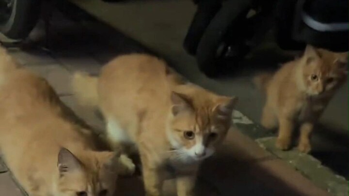 Bằng chứng đây rồi: Sanhua chính là nữ thần của giới mèo!