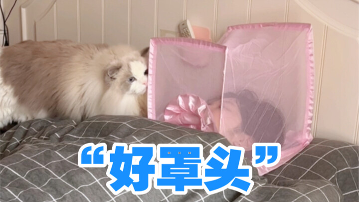 Để ngăn mèo ngủ trên mặt mình, mình đã chế tạo cái “mũ bảo vệ đầu” này!