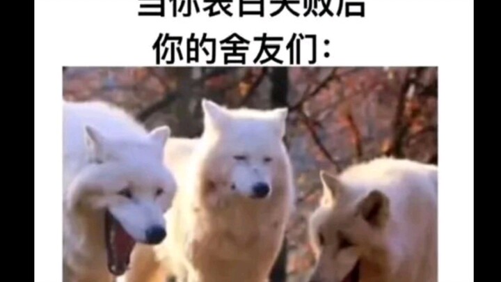 [Lời đáp bá đạo] Khi bạn tỏ tình thất bại, các bạn cùng phòng của bạn thì……