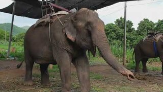 อยู่กับช้าง สูดอากาศที่บริสุทธิ์ ธรรมชาติสวยงามที่สุด🌱🌳🐘