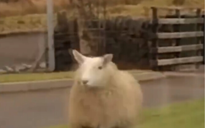 A Sheep Being Assimilated by a Border Collie