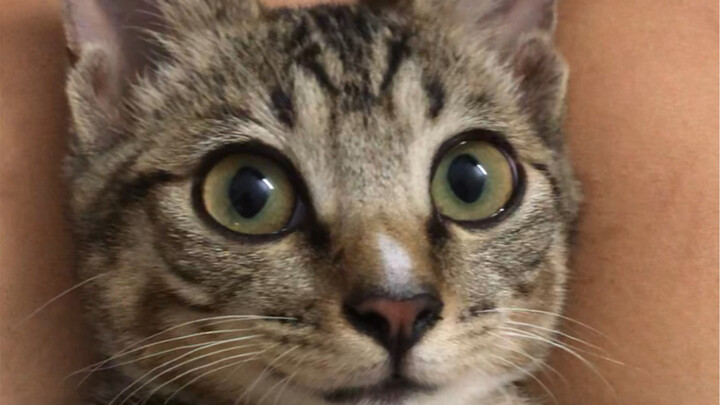 Tabby cat Xiaohong: I’m so sleepy—can you please stop bothering the cat?