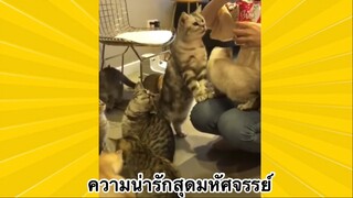 สัตว์เลี้ยงเพื่อนขนปุย : ความน่ารักสุดมหัศจรรย์