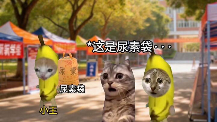 Starting school with a urea bag on my back...