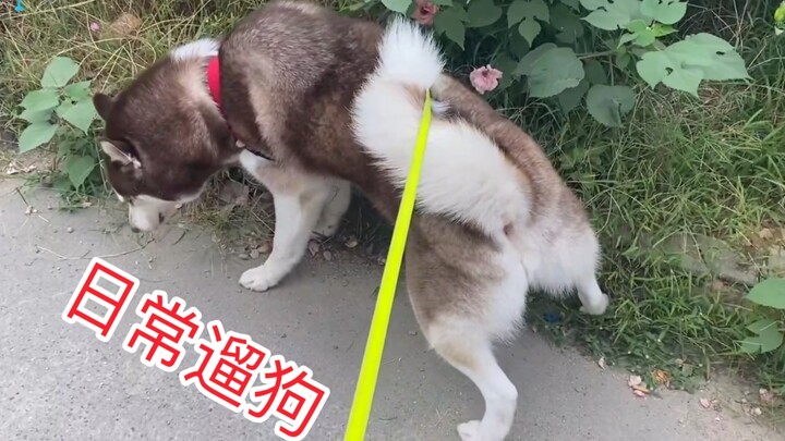 Husky: Aku juga nggak kerja, buat apa bangun pagi-pagi banget!