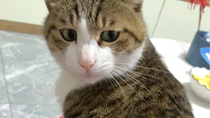 Scratchy cat + petting against the grain—here’s a longer video today! Happy Lantern Festival, everyo