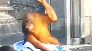 Dont mess with a monkey