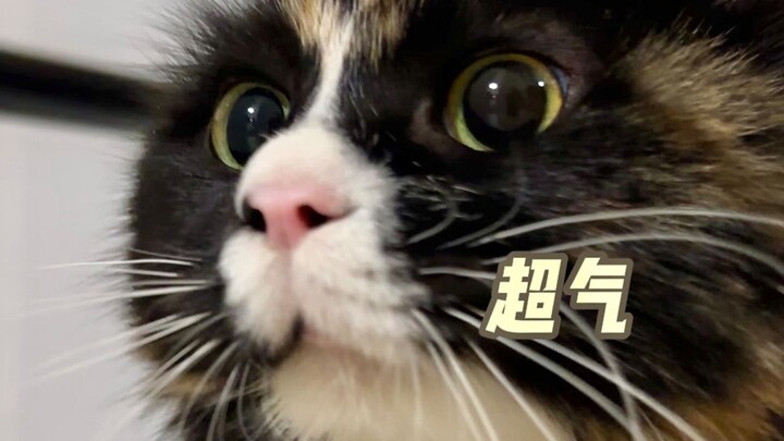 小猫领地被入侵了！这辈子没骂过这么脏的脏话